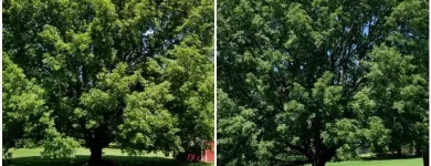 Business 12 image P&L TREE SERVICE Tree Trimming Service in Indianapolis IN