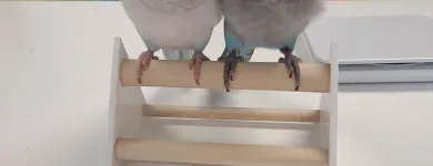 Business 1 image PARROT TREEHOUSE Parakeet Supplies in Bedford TX