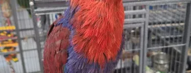 Business 4 image PARROT TREEHOUSE Parakeet Supplies in Bedford TX