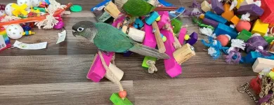 Business 5 image PARROT TREEHOUSE Parakeet Supplies in Bedford TX