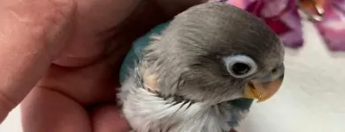 Business 6 image PARROT TREEHOUSE Parakeet Supplies in Bedford TX