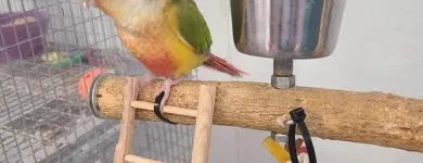 Business 7 image PARROT TREEHOUSE Parakeet Supplies in Bedford TX