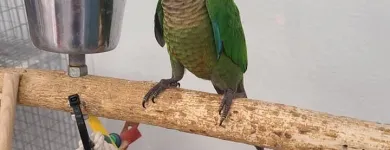 Business 8 image PARROT TREEHOUSE Parakeet Supplies in Bedford TX