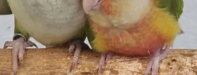 Business 14 image PARROT TREEHOUSE Parakeet Supplies in Bedford TX