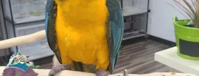 Business 17 image PARROT TREEHOUSE Parakeet Supplies in Bedford TX