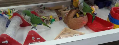 Business 18 image PARROT TREEHOUSE Parakeet Supplies in Bedford TX