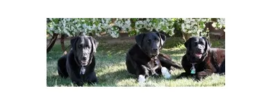 Business 3 image PAWS N' CRITTERS Pet Specialty Services in Tucson AZ