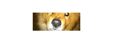 Business 4 image PAWS N' CRITTERS Pet Specialty Services in Tucson AZ