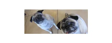 Business 2 image PAWS N' CRITTERS Pet Specialty Services in Tucson AZ