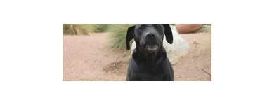 Business 1 image PAWS N' CRITTERS Pet Specialty Services in Tucson AZ