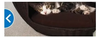 Business 6 image PETSMART Veterinarians in Indianapolis IN