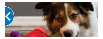 Business 2 image PETSMART Pet Adoption Service in Richmond VA