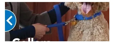 Business 4 image PETSMART Pet Adoption Service in Richmond VA