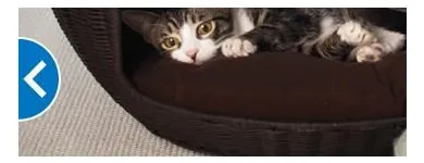 Business 5 image PETSMART Pet Adoption Service in Richmond VA