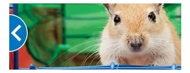 Business 11 image PETSMART Pet Adoption Service in Richmond VA