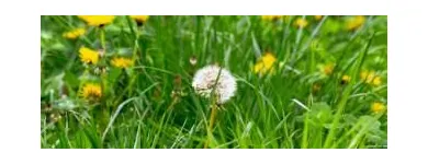 Business 14 image PICTURE PERFECT PROPERTY MANAGEMENT in Hampton GA