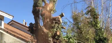 Business 2 image PINEDA'S TREE CARE in Winnetka CA