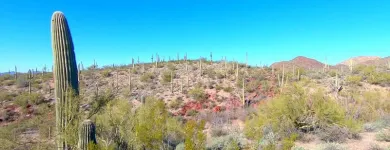 Business 1 image PRIME DENTAL Sedation Dentistry in Tucson AZ