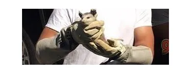 Business 1 image RAPID RODENT REMOVAL Pest Control Service in San Jose CA