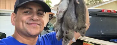 Business 2 image RAPID RODENT REMOVAL Pest Control Service in San Jose CA