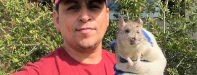 Business 6 image RAPID RODENT REMOVAL Pest Control Service in San Jose CA