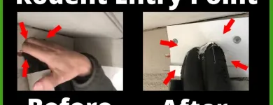 Business 11 image RAPID RODENT REMOVAL Pest Control Service in San Jose CA