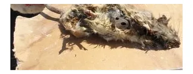 Business 16 image RAPID RODENT REMOVAL Pest Control Service in San Jose CA