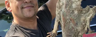 Business 17 image RAPID RODENT REMOVAL Pest Control Service in San Jose CA