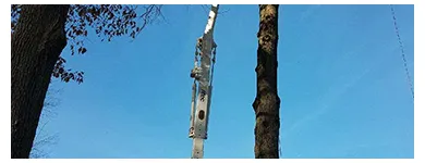 Business 3 image RICHMOND TREE SERVICE COMPANY in Mechanicsville VA