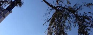 Business 6 image RICHMOND TREE SERVICE COMPANY in Mechanicsville VA