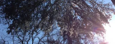 Business 7 image RICHMOND TREE SERVICE COMPANY in Mechanicsville VA