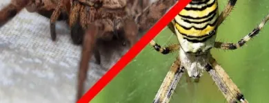 Business 1 image SAVIOR TERMITE & PEST CONTROL Pest Control in Bedford TX