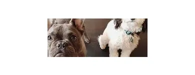 Business 1 image SIT SOCIAL: A DOG LOUNGE Pet Day Care in Chicago IL