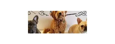 Business 4 image SIT SOCIAL: A DOG LOUNGE Pet Day Care in Chicago IL
