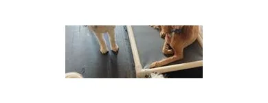 Business 5 image SIT SOCIAL: A DOG LOUNGE Pet Day Care in Chicago IL