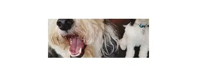 Business 6 image SIT SOCIAL: A DOG LOUNGE Pet Day Care in Chicago IL