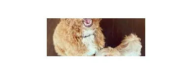 Business 7 image SIT SOCIAL: A DOG LOUNGE Pet Day Care in Chicago IL