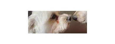 Business 8 image SIT SOCIAL: A DOG LOUNGE Pet Day Care in Chicago IL