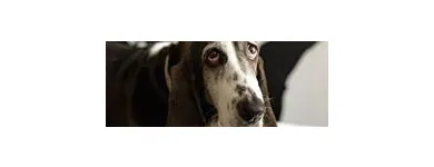 Business 9 image SIT SOCIAL: A DOG LOUNGE Pet Day Care in Chicago IL