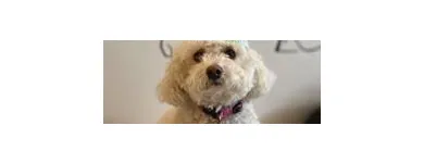 Business 10 image SIT SOCIAL: A DOG LOUNGE Pet Day Care in Chicago IL