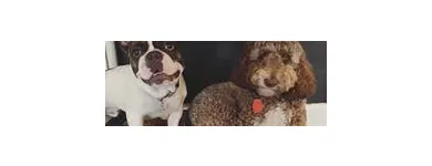 Business 11 image SIT SOCIAL: A DOG LOUNGE Pet Day Care in Chicago IL