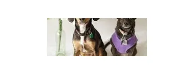 Business 12 image SIT SOCIAL: A DOG LOUNGE Pet Day Care in Chicago IL