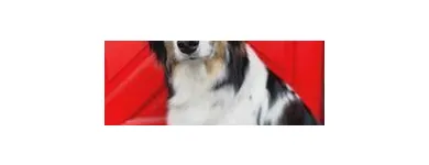 Business 13 image SIT SOCIAL: A DOG LOUNGE Pet Day Care in Chicago IL