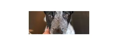 Business 14 image SIT SOCIAL: A DOG LOUNGE Pet Day Care in Chicago IL