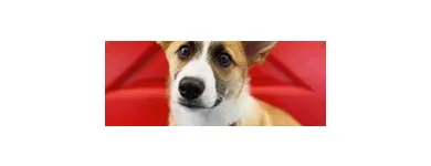 Business 15 image SIT SOCIAL: A DOG LOUNGE Pet Day Care in Chicago IL