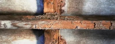 Business 1 image SOUTH BAY TERMITE CONTROL Termites in House in San Jose CA