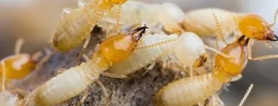 Business 5 image SOUTH BAY TERMITE CONTROL Termites in House in San Jose CA