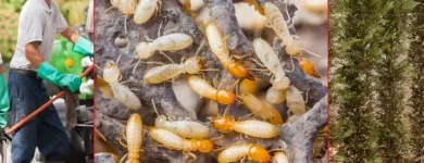 Business 6 image SOUTH BAY TERMITE CONTROL Termites in House in San Jose CA