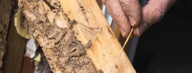 Business 7 image SOUTH BAY TERMITE CONTROL Termites in House in San Jose CA