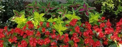 Business 3 image SPECIAL T LANDSCAPING Lawn Care & Garden Maintenance in Oklahoma City OK